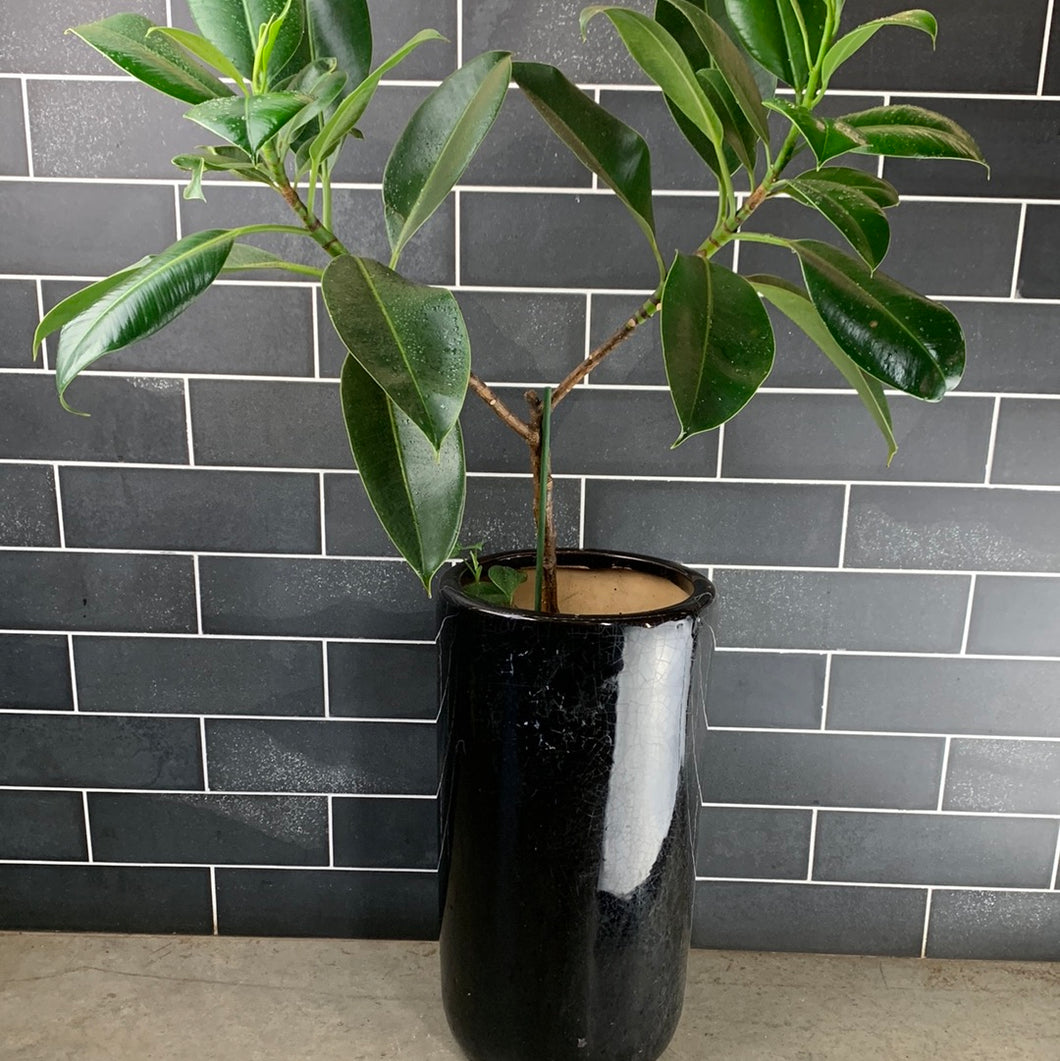 Ficus Melany