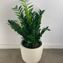 Load image into Gallery viewer, Modern Zz Plant
