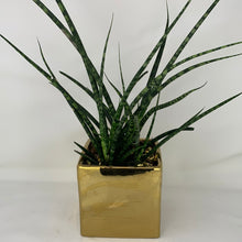 Load image into Gallery viewer, Fernwood Gold
