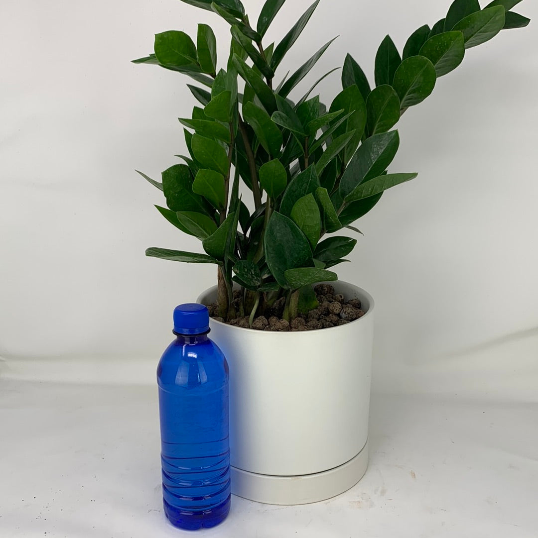 blue zz plant White ZZ Plant – GOAT CITY PLANT DESIGN