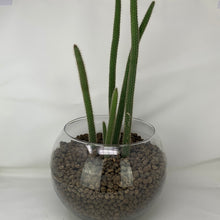 Load image into Gallery viewer, Cactus
