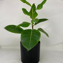 Load image into Gallery viewer, Ficus Altissima
