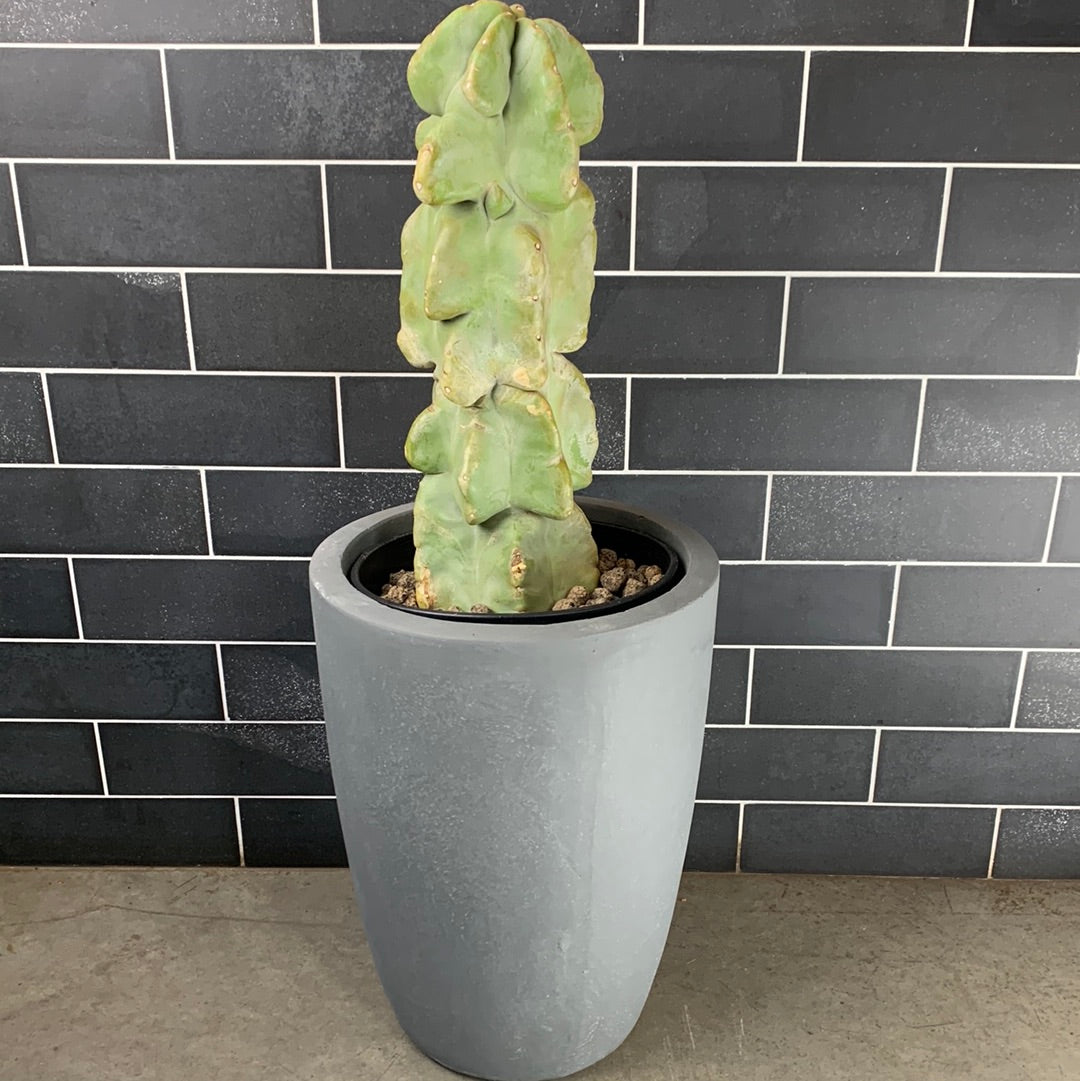 Totem Pole Cactus – GOAT CITY PLANT DESIGN