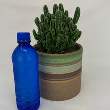 Load image into Gallery viewer, Cactus

