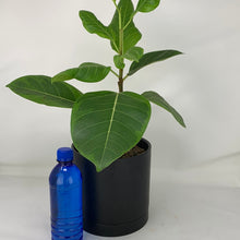Load image into Gallery viewer, Ficus Altissima
