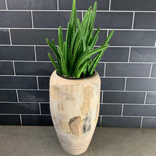 Load image into Gallery viewer, Cactus
