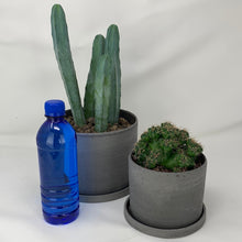 Load image into Gallery viewer, Cactus
