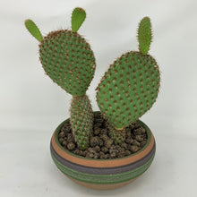 Load image into Gallery viewer, Opuntia Cactus
