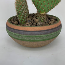 Load image into Gallery viewer, Opuntia Cactus
