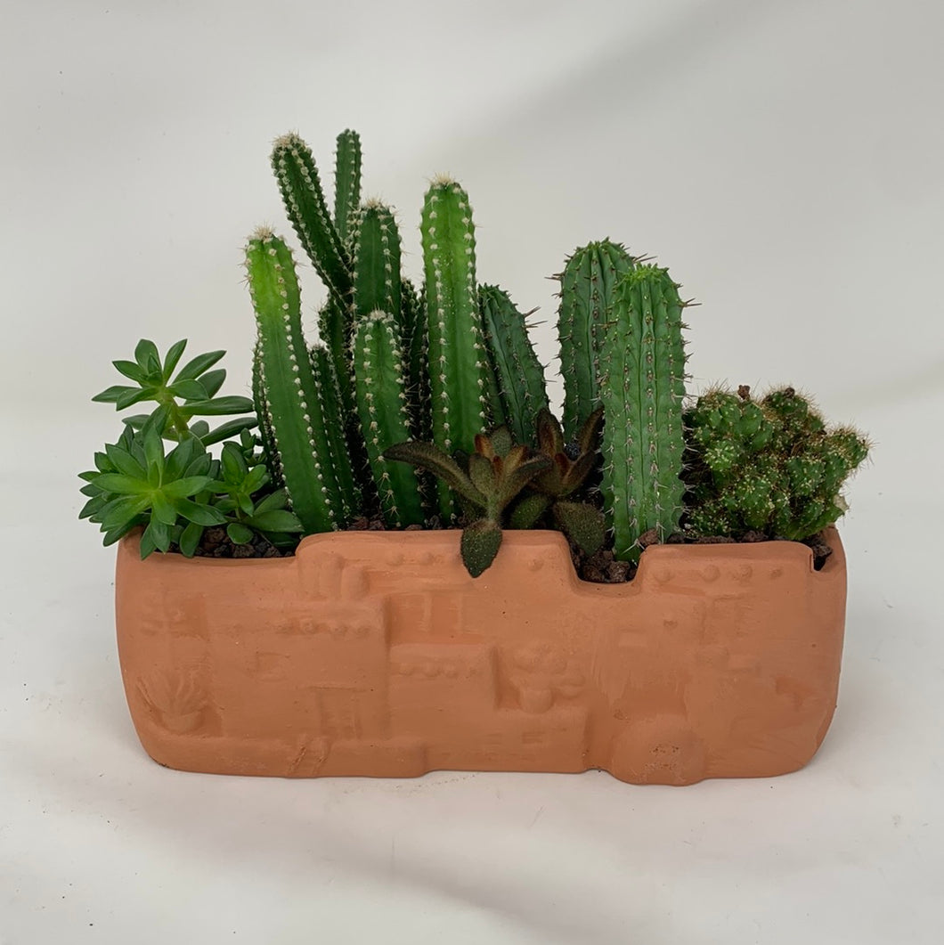 Cacti City