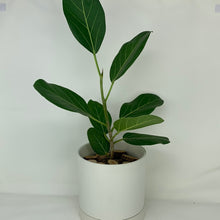 Load image into Gallery viewer, Ficus Audrey
