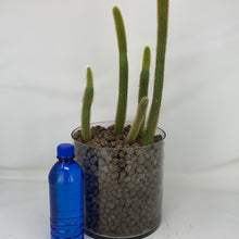 Load image into Gallery viewer, Cactus
