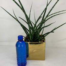 Load image into Gallery viewer, Fernwood Gold
