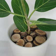 Load image into Gallery viewer, Ficus Audrey
