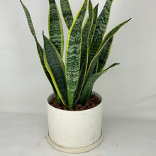 Load image into Gallery viewer, Yellow Snake Plant
