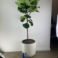 Load image into Gallery viewer, Fiddle Leaf
