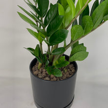 Load image into Gallery viewer, Black ZZ Plant
