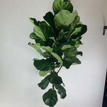 Load image into Gallery viewer, Fiddle Leaf
