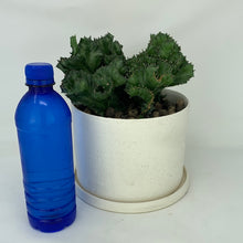 Load image into Gallery viewer, Brain Cactus
