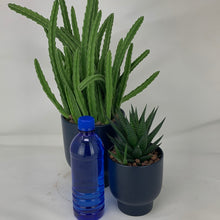 Load image into Gallery viewer, Succulent Arrangement
