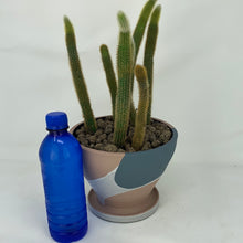Load image into Gallery viewer, Cactus
