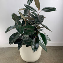 Load image into Gallery viewer, Rubber Plant

