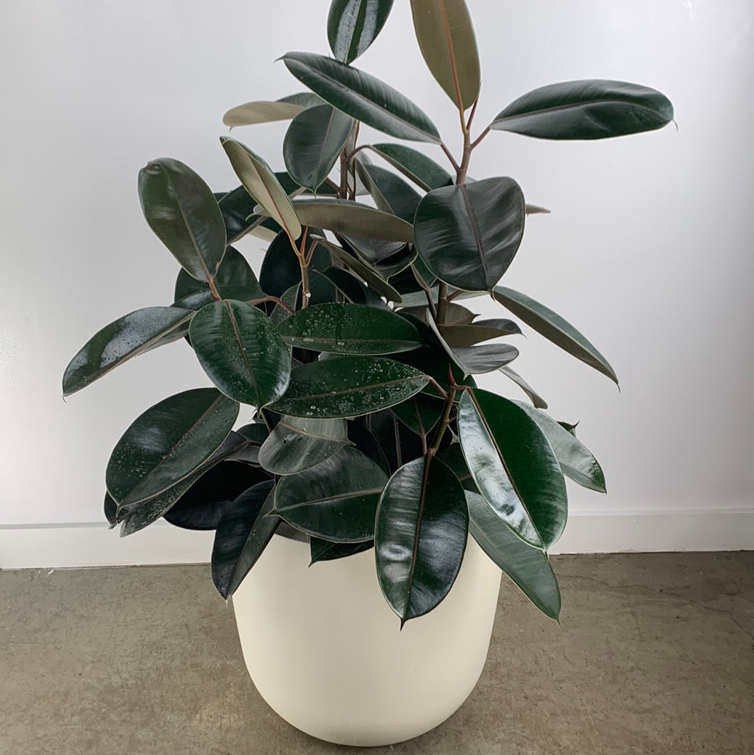 Rubber Plant