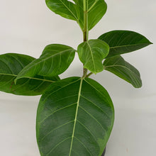 Load image into Gallery viewer, Ficus Altissima
