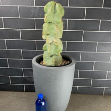 Load image into Gallery viewer, Totem Pole Cactus

