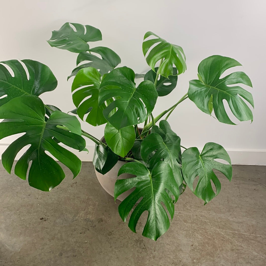 Natural Split Leaf