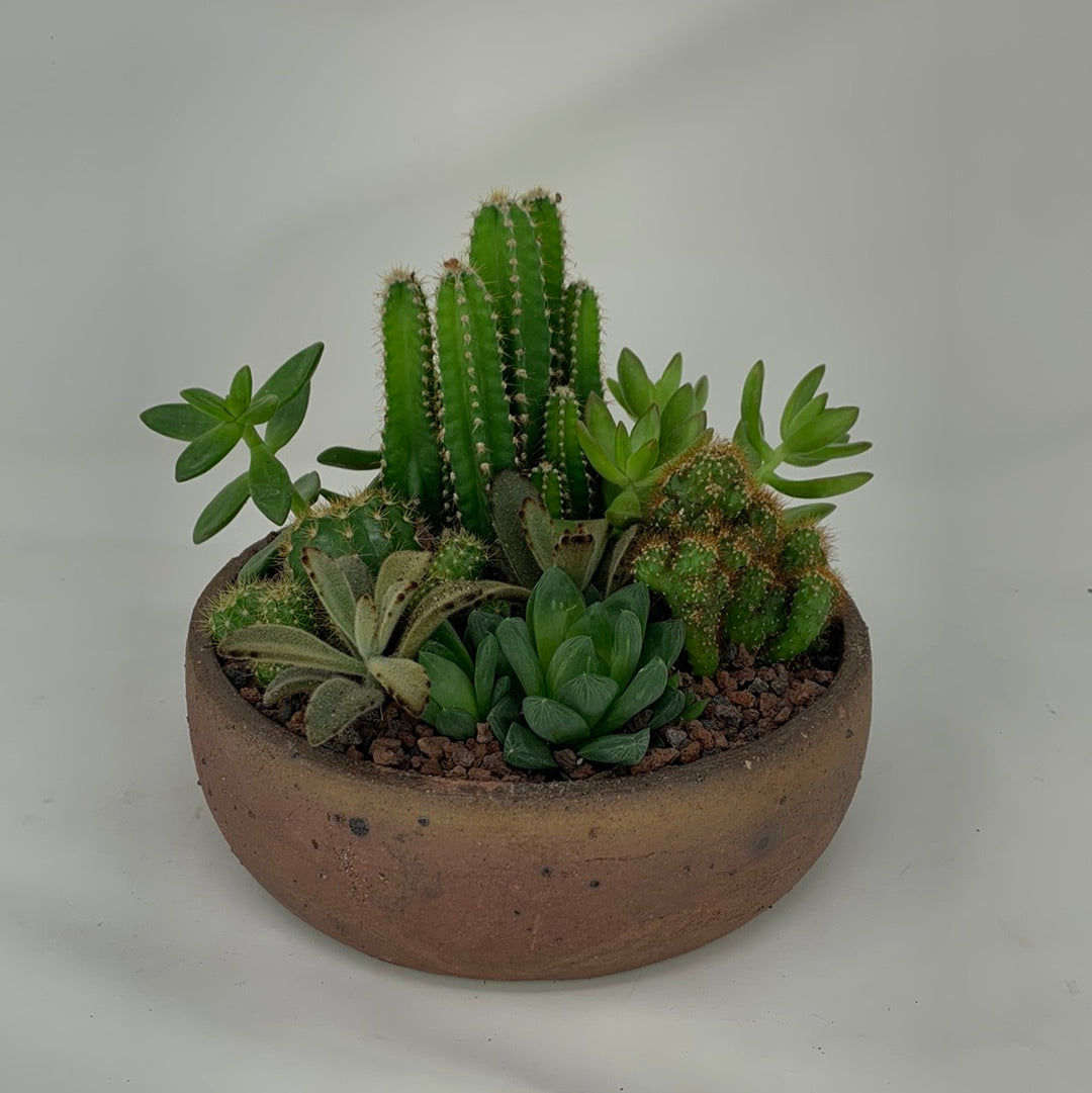 cactus and succulents arrangement Cactus Arrangement