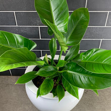 Load image into Gallery viewer, Congo Philodendron
