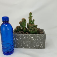 Load image into Gallery viewer, Speckled Cactus
