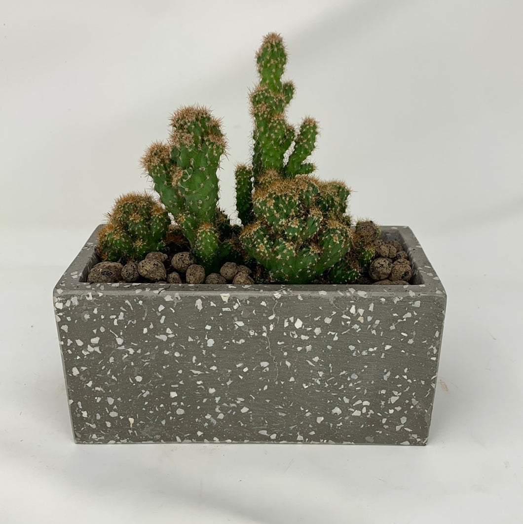 Speckled Cactus