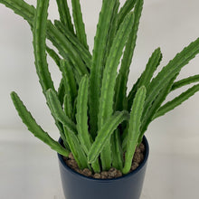 Load image into Gallery viewer, Cactus

