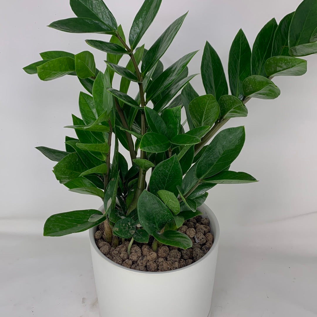 White ZZ Plant