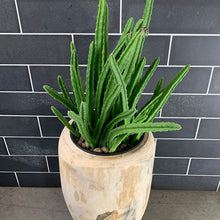 Load image into Gallery viewer, Cactus
