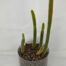 Load image into Gallery viewer, Cactus
