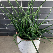 Load image into Gallery viewer, Fernwood Sansevieria
