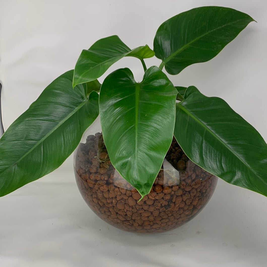 Congo Philodendron