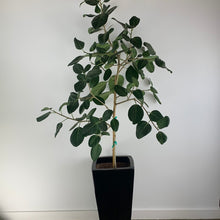 Load image into Gallery viewer, Ficus Audrey

