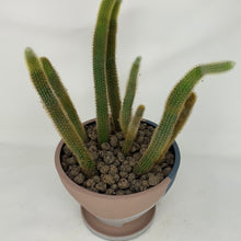 Load image into Gallery viewer, Cactus
