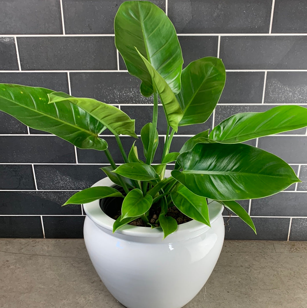 Congo Philodendron