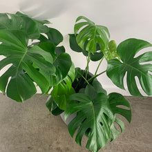 Load image into Gallery viewer, Gray Split Leaf
