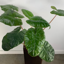 Load image into Gallery viewer, Alocasia
