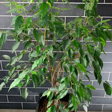 Load image into Gallery viewer, Ficus Benjamin
