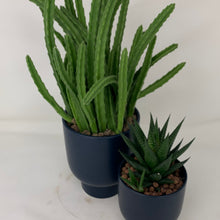 Load image into Gallery viewer, Succulent Arrangement
