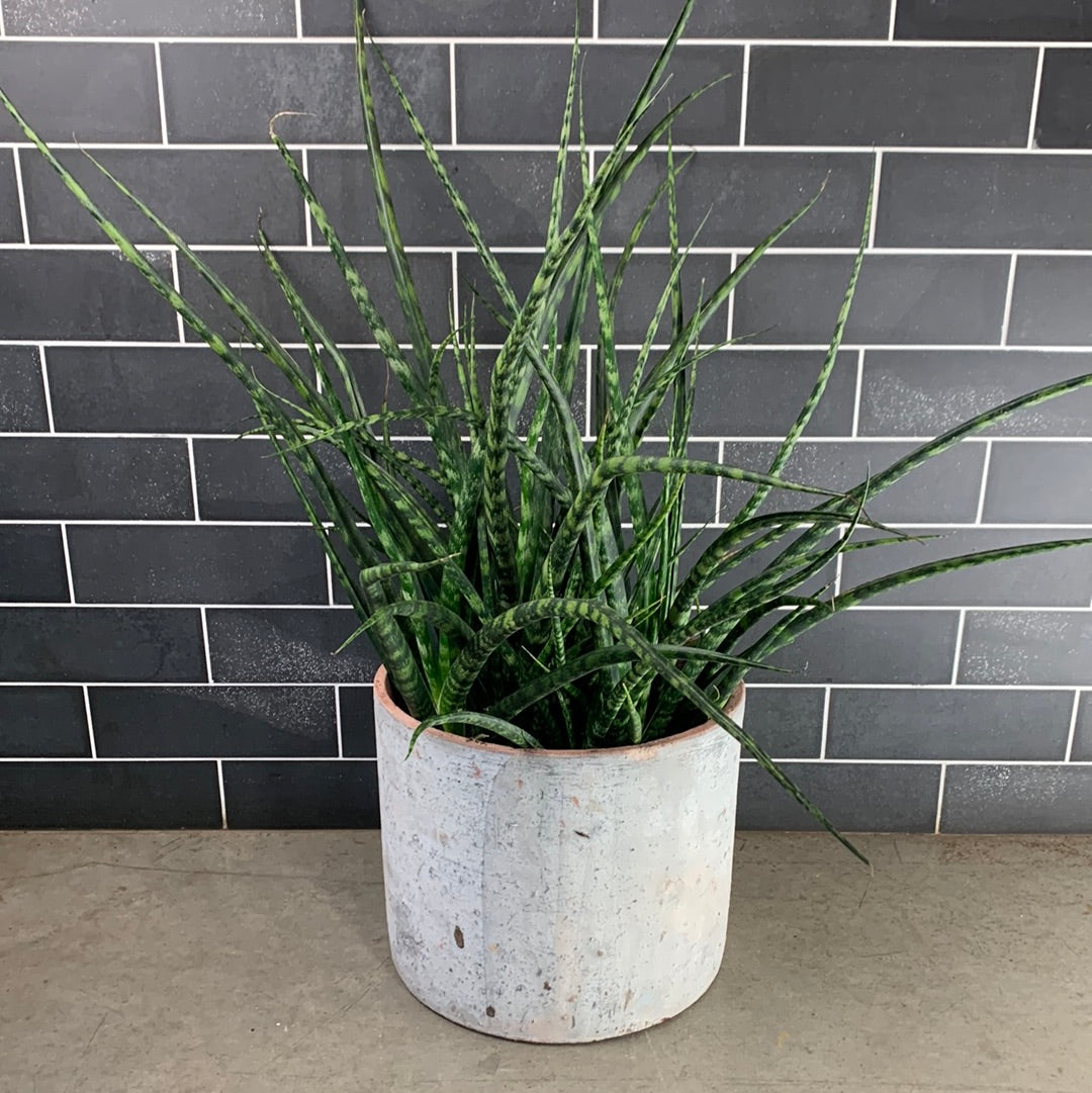 Fernwood Sansevieria – GOAT CITY PLANT DESIGN