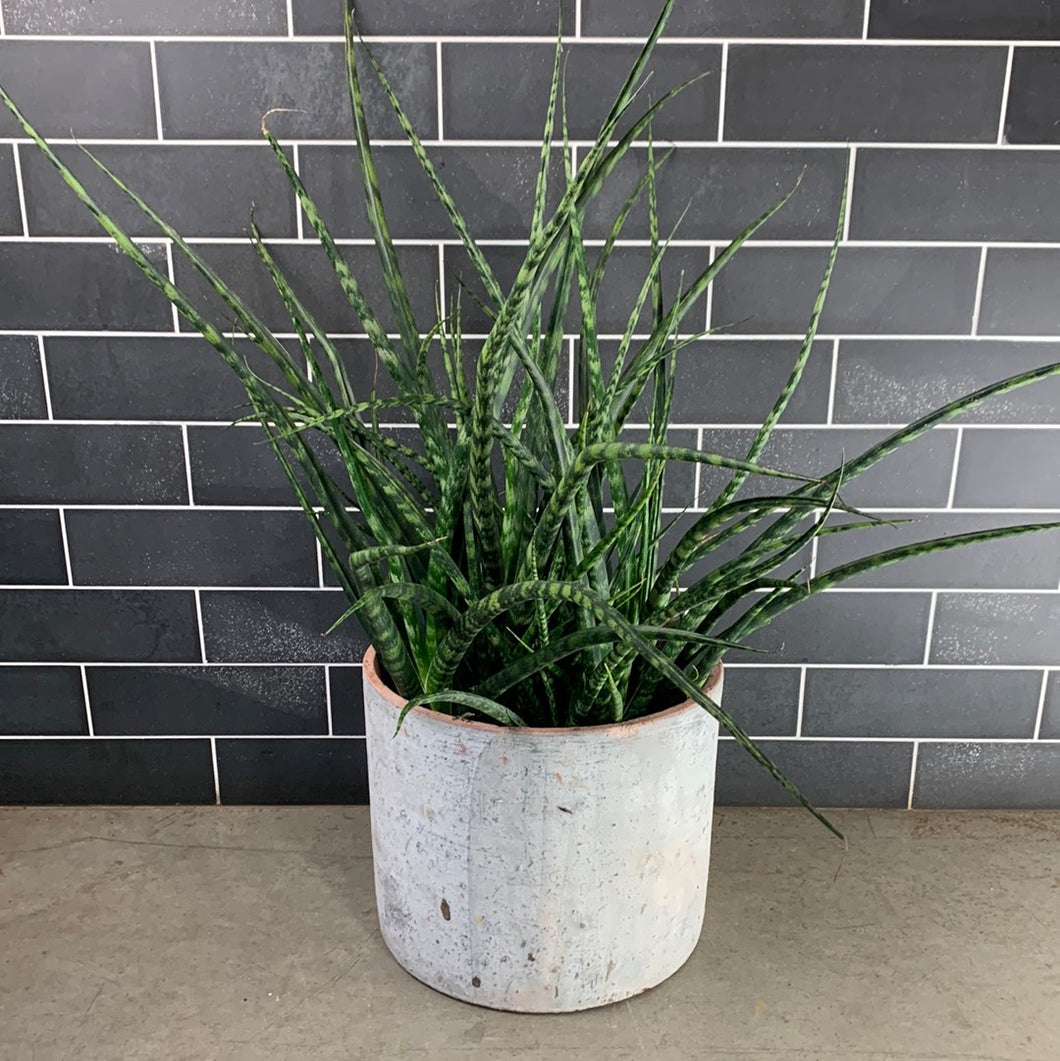 Fernwood Sansevieria