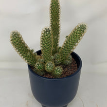 Load image into Gallery viewer, Cactus
